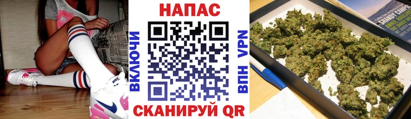 где найти наркотики  Отрадное  МАРИХУАНА план 